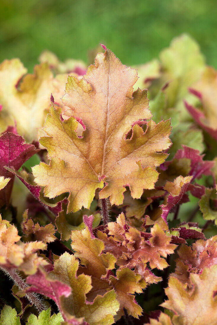 Heuchera 'Marmalade'(s)