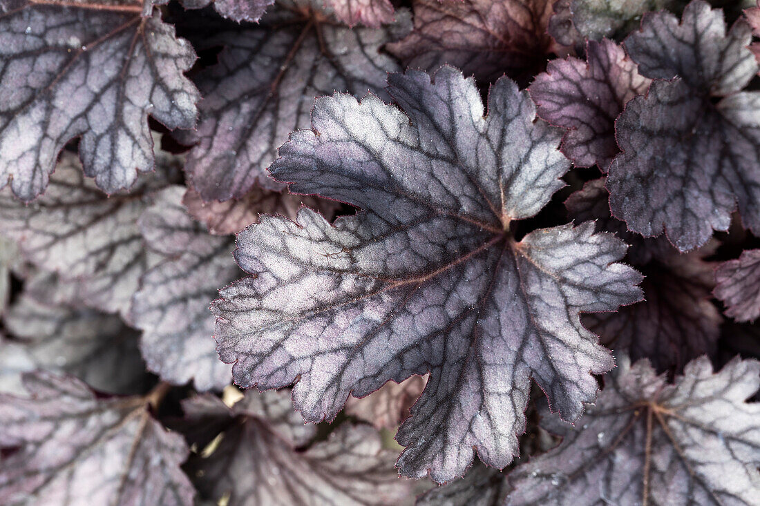 Heuchera micrantha 'Cinnabar Silver'.