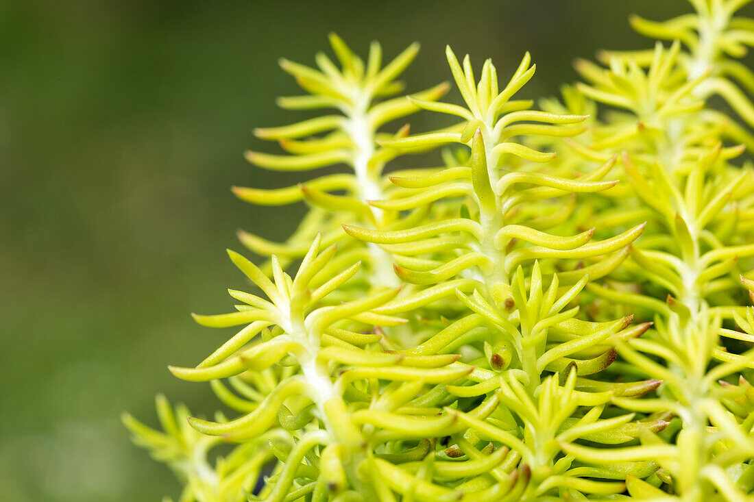 Sedum reflexum