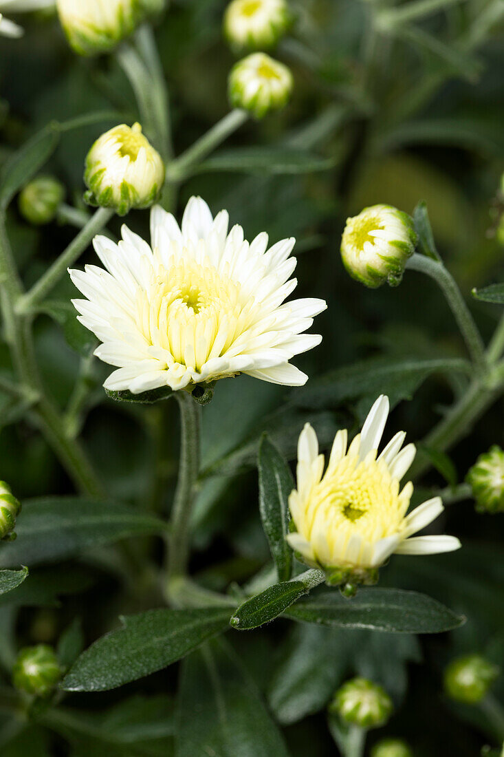 Chrysanthemum indicum, double, white