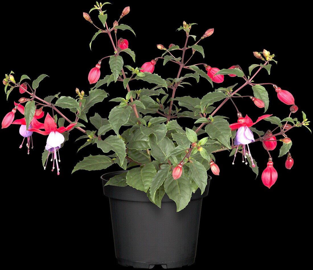 Fuchsia, rot-lila