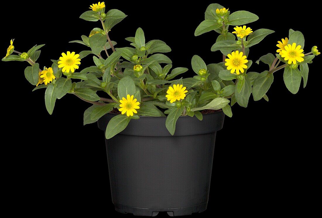 Sanvitalia procumbens, yellow