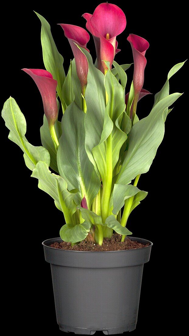 Zantedeschia aethiopica, red