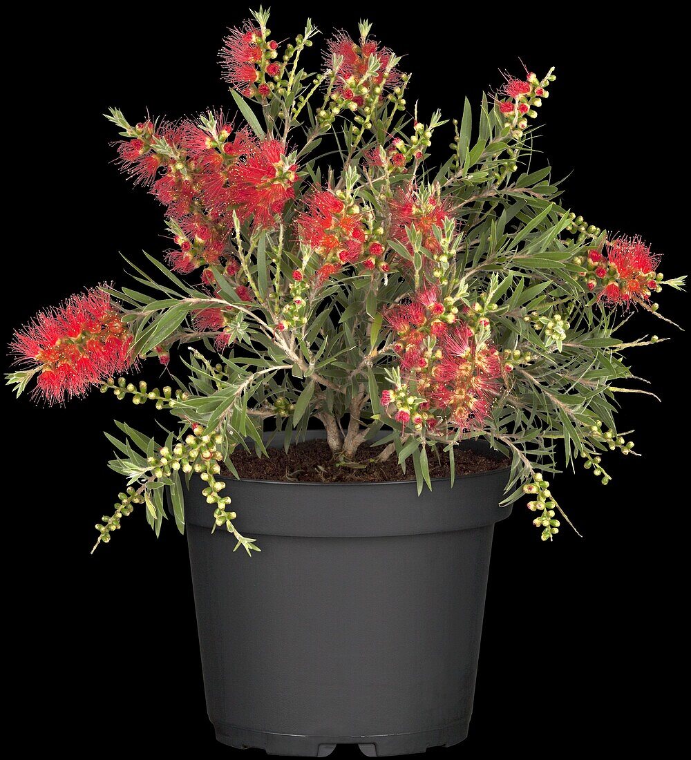 Callistemon 'Masotti