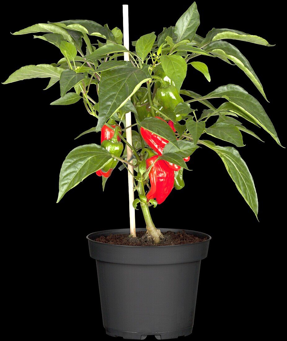 Capsicum annuum 'Snack-Paprika', rot