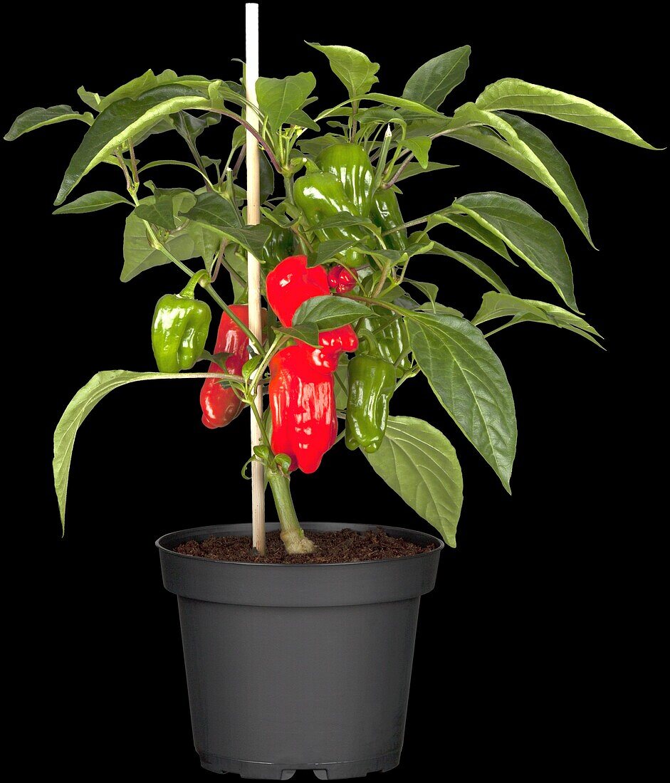 Capsicum annuum 'Snack-Paprika', red