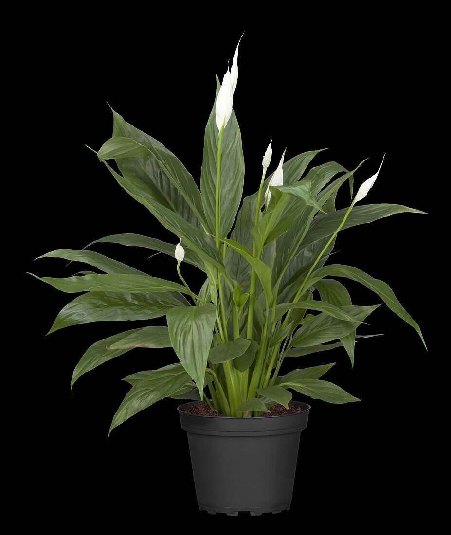 spathiphyllum