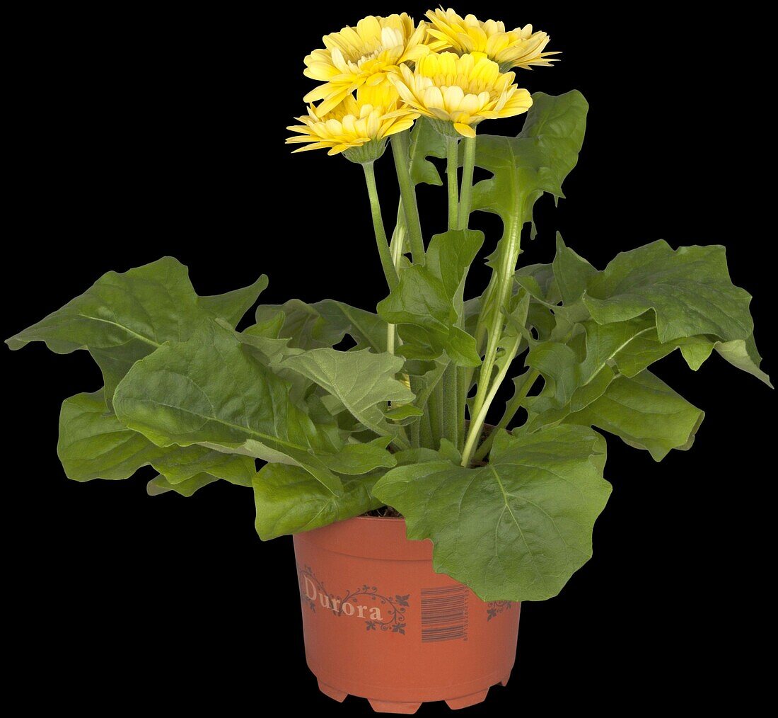 Gerbera 'Durora