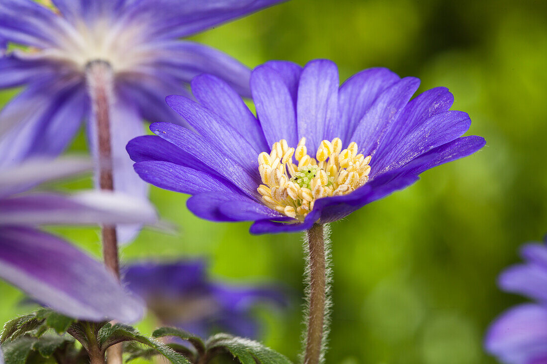 Anemone blanda, blue