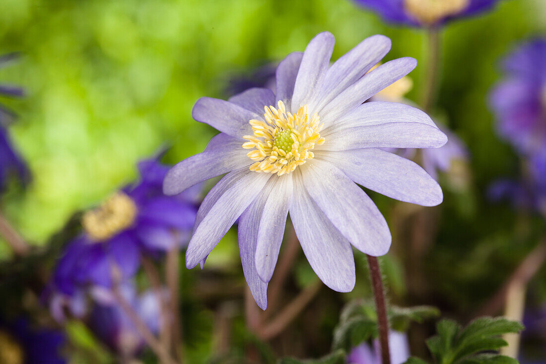 Anemone blanda