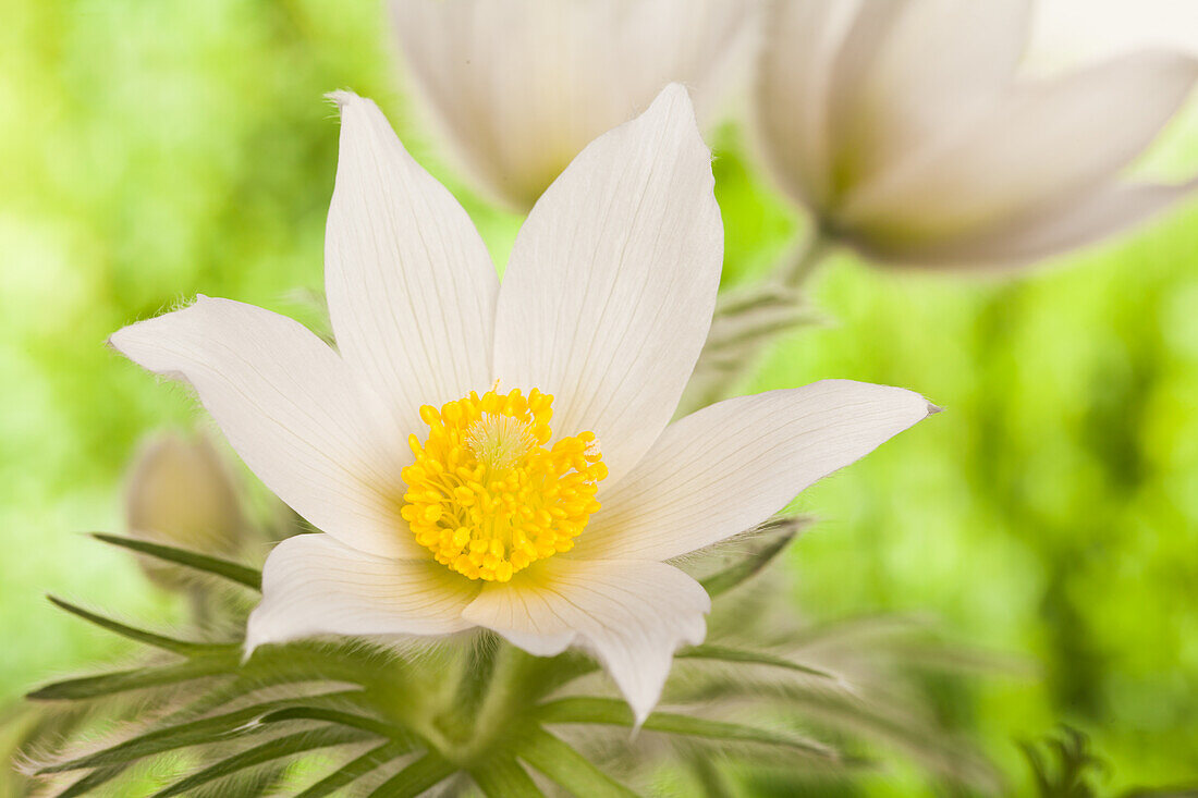 Pulsatilla vulgaris, white