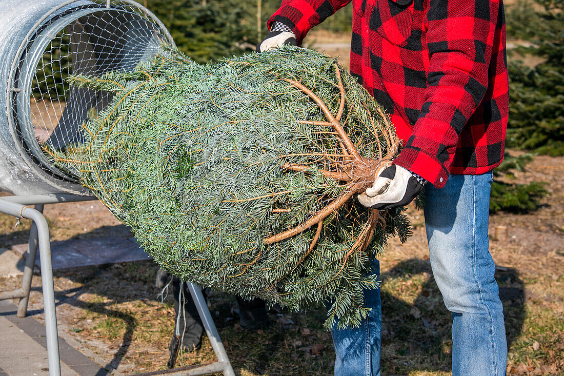 Christmas tree wrapping