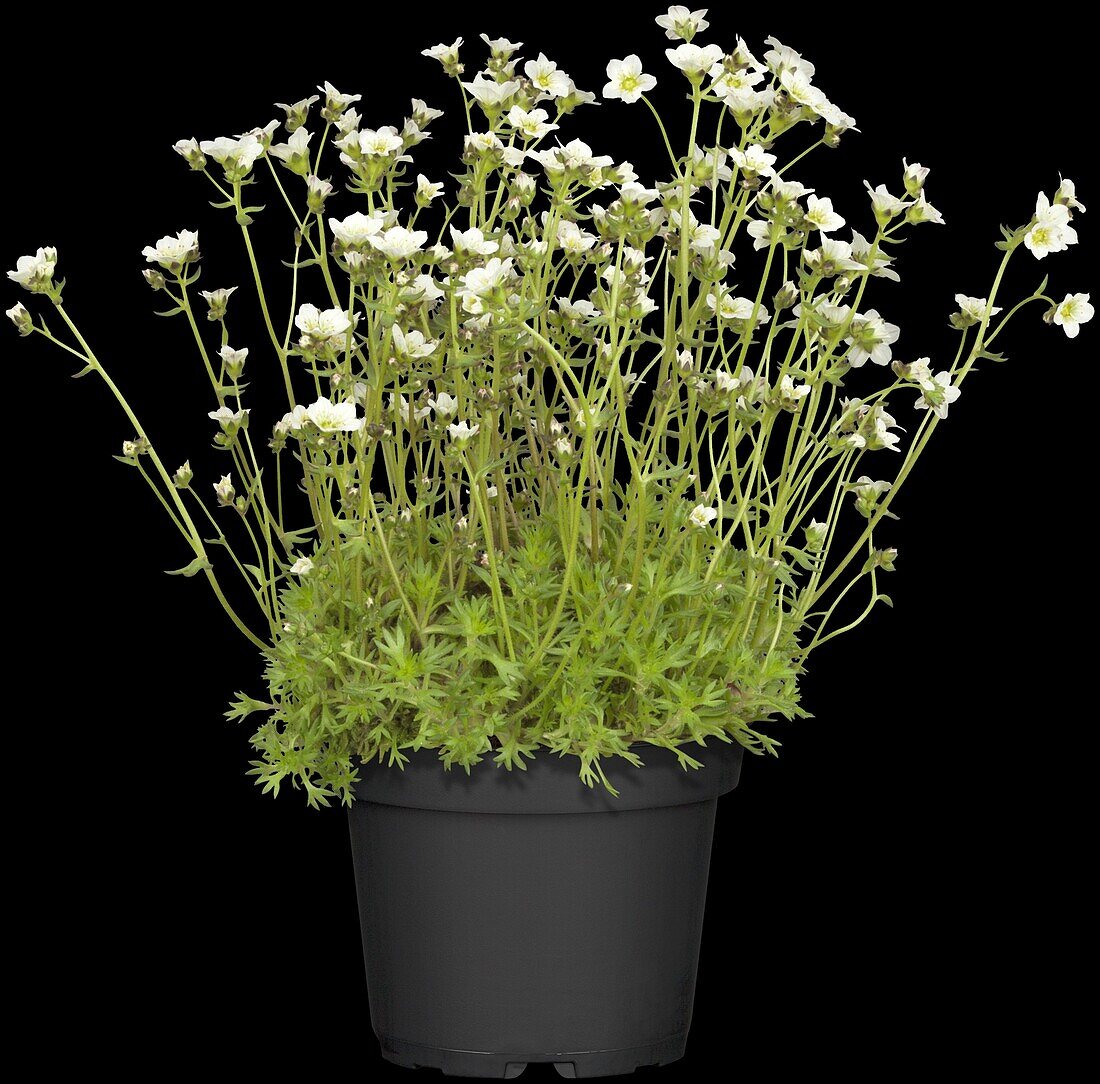 Saxifraga x arendsii, white