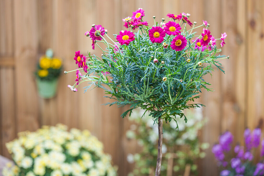 Argyranthemum frutescens, strain