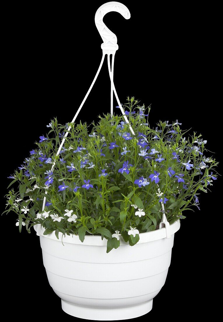 Lobelia erinus