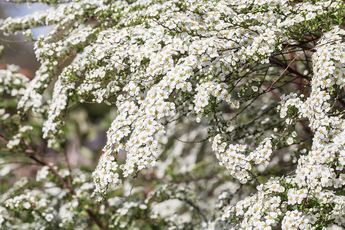 Spiraea cinerea