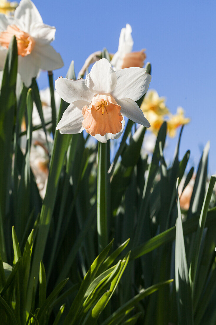 Narcissus Trumpet