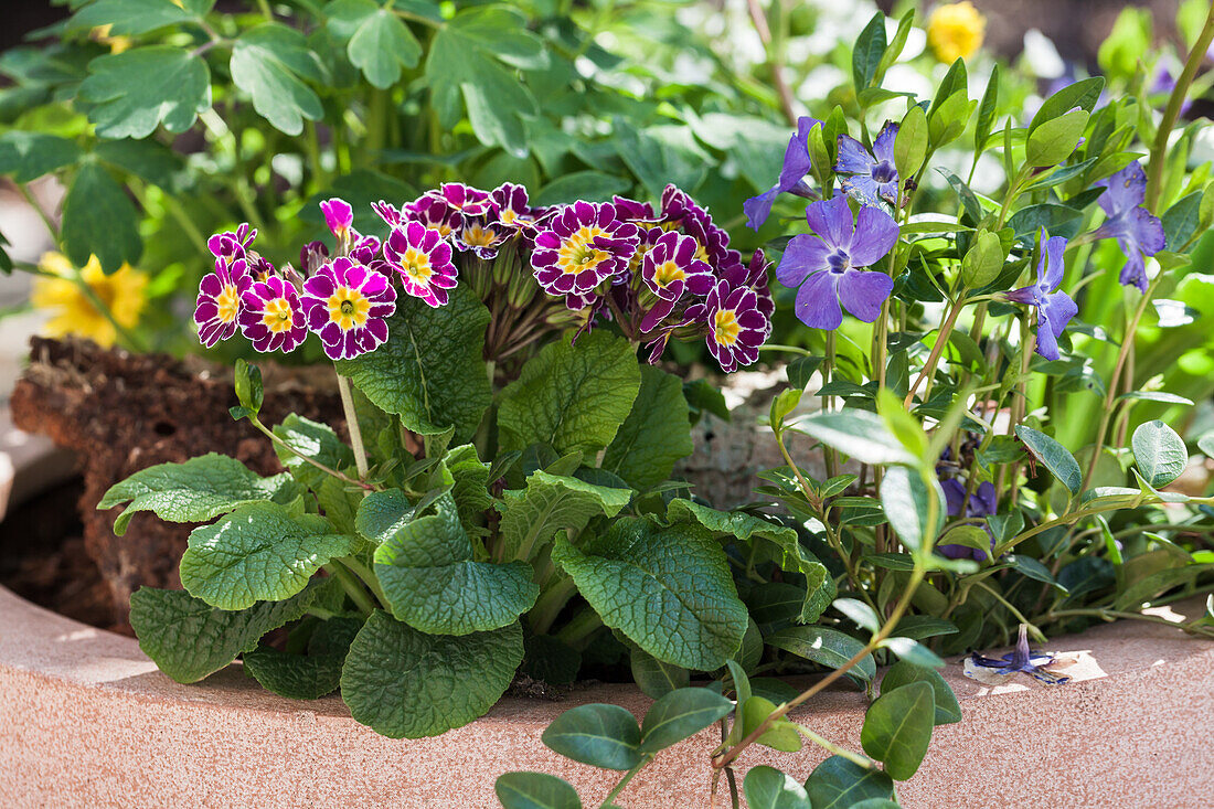 Primula elatior