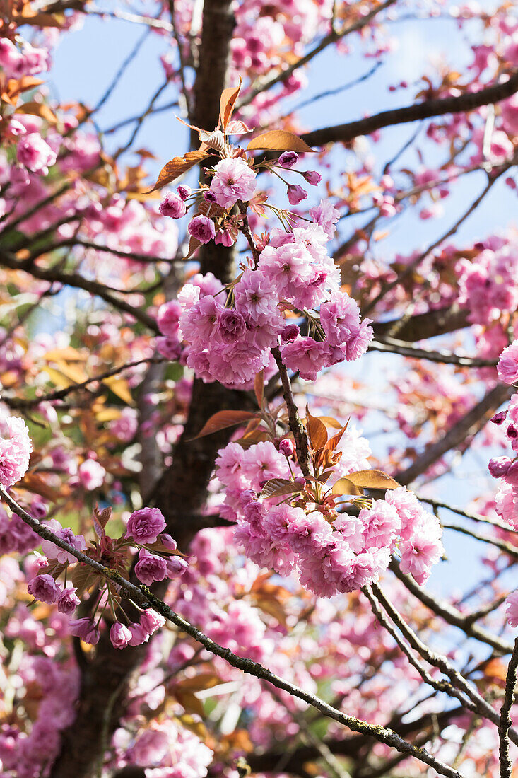 Prunus serrulata 'Kanzan'