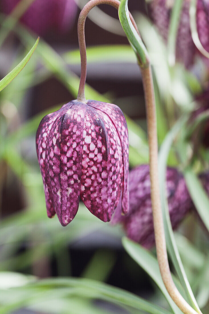 Fritillaria meleagris