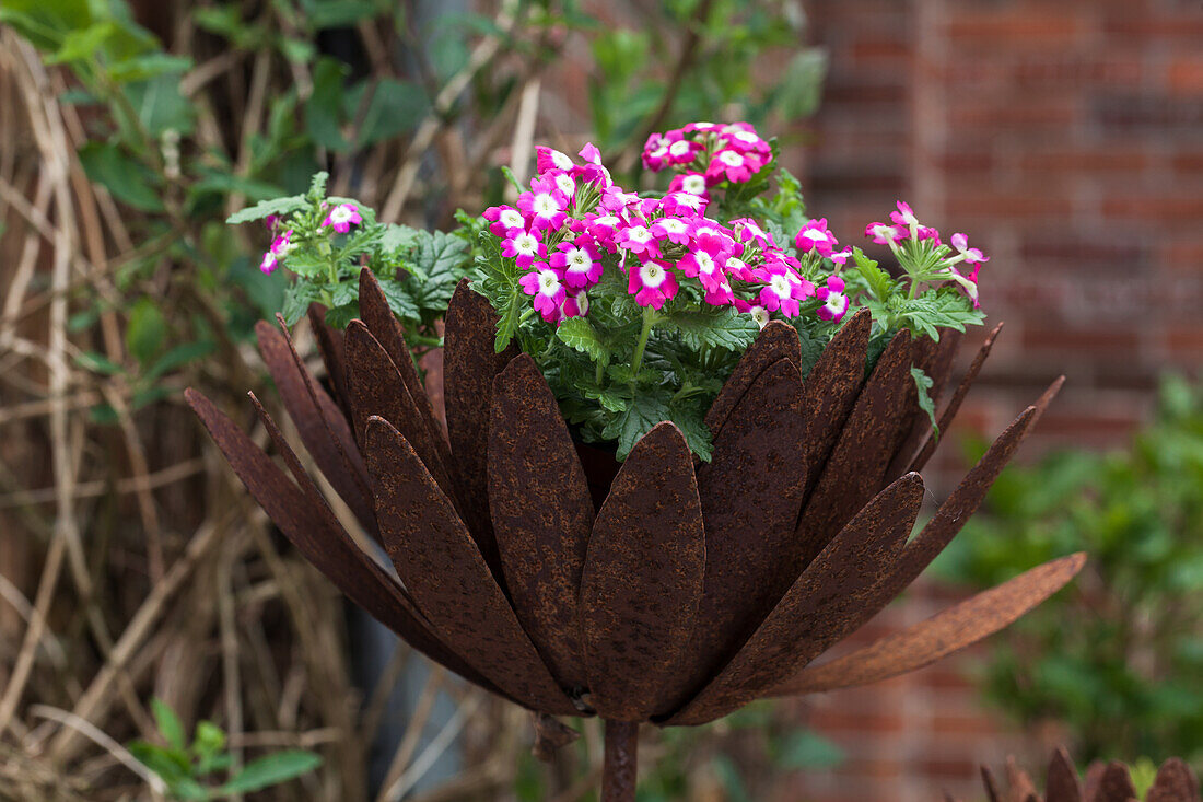 Verbena