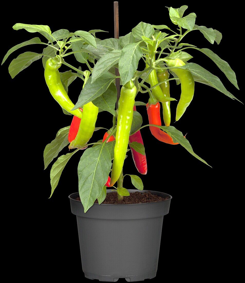 Capsicum annuum var. longum