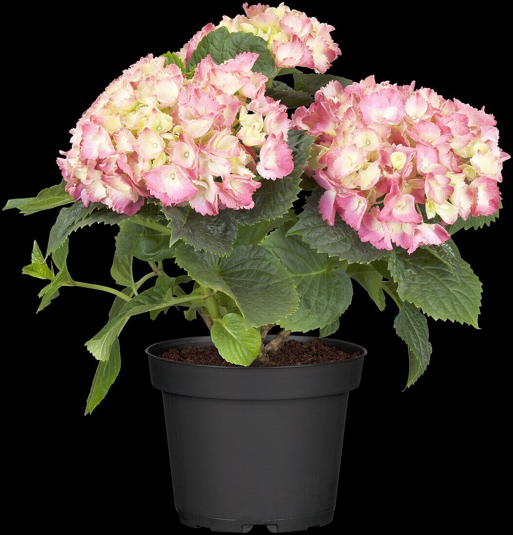 Hydrangea macrophylla, pink