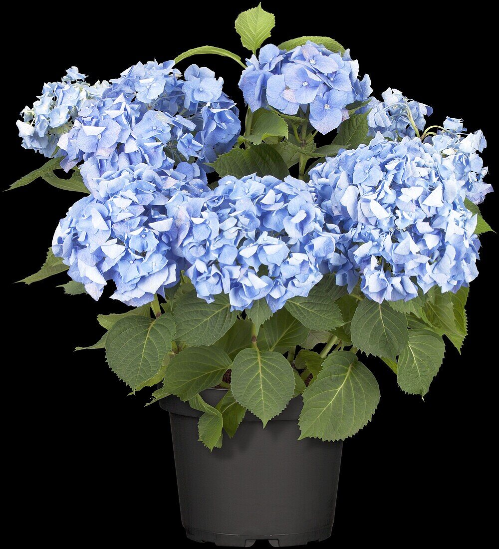 Hydrangea macrophylla, blau