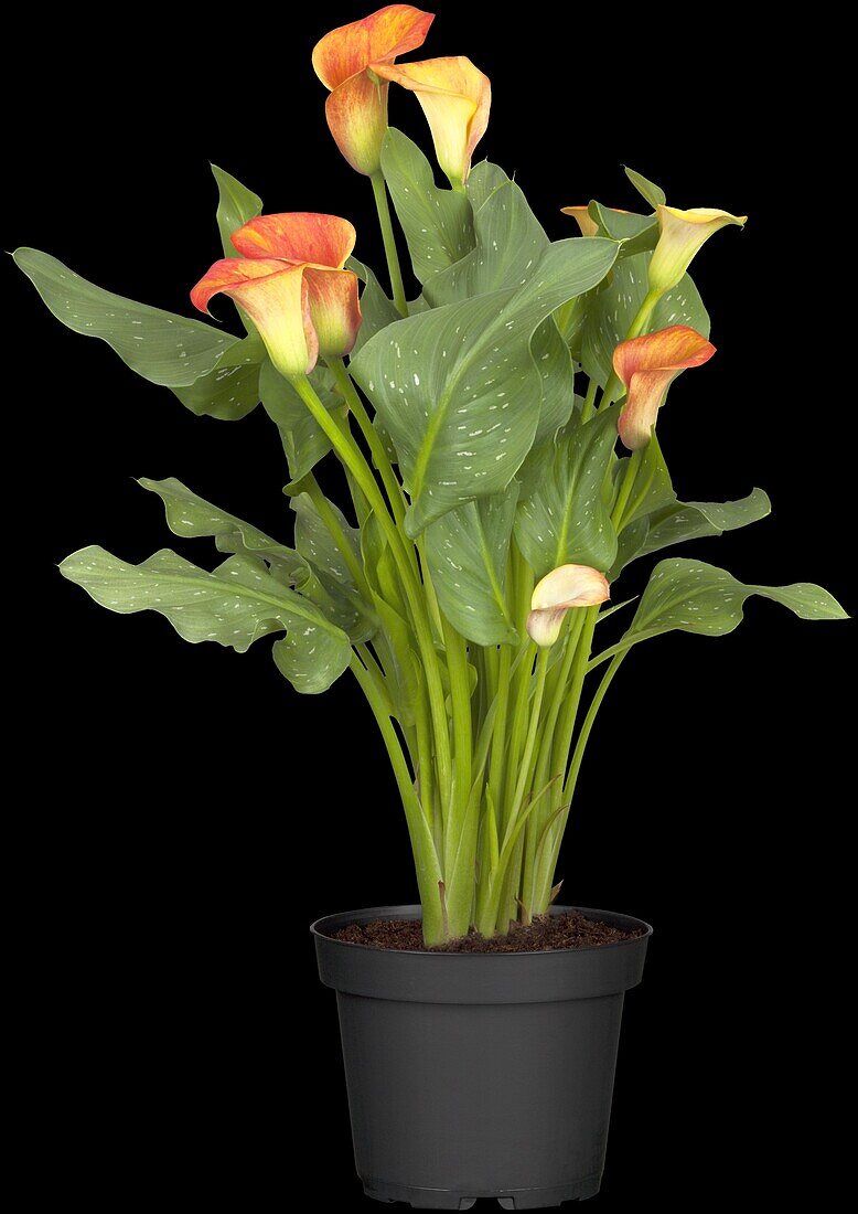 Zantedeschia aethiopica, orange