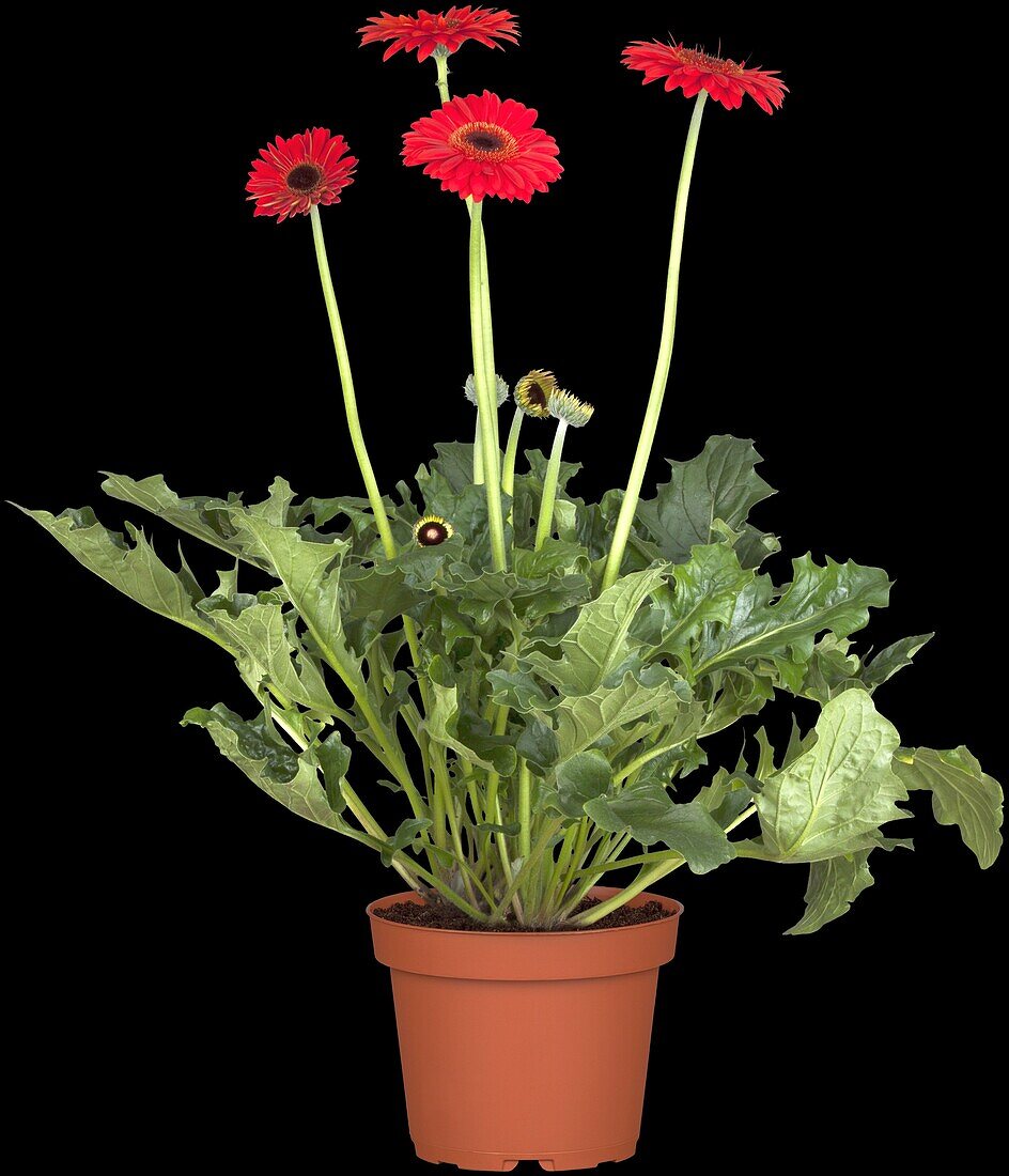 Gerbera, rot