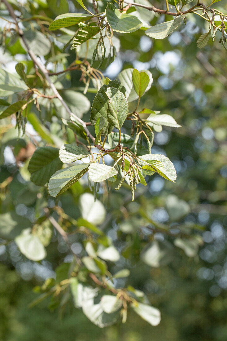 Alnus glutinosa