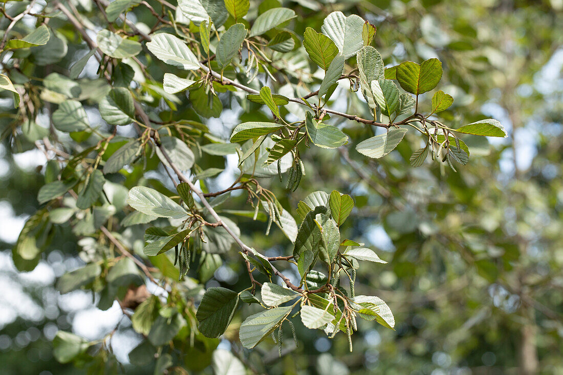 Alnus glutinosa