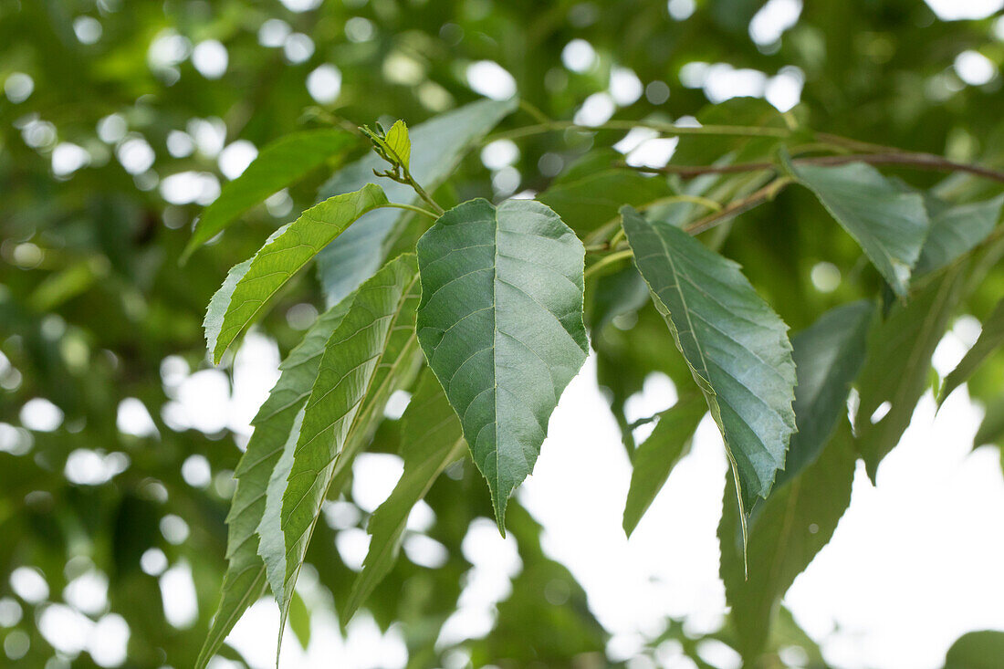 Alnus spaethii