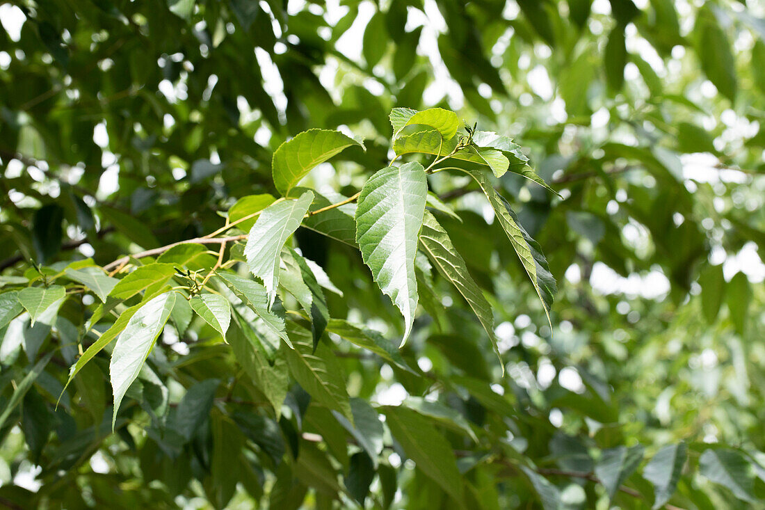 Alnus spaethii