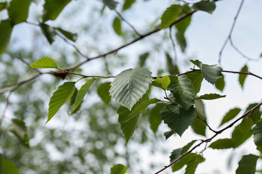 Alnus incana