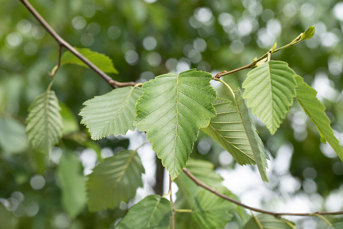 Alnus incana