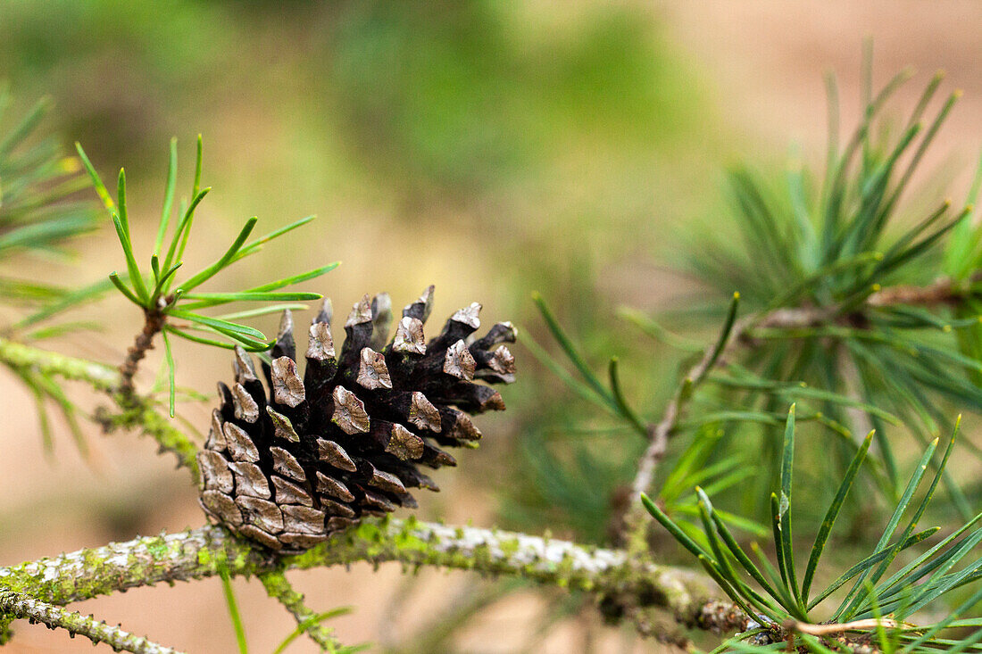 Pinus banksiana