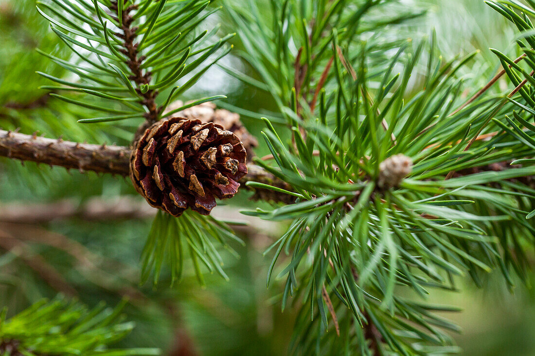 Pinus banksiana