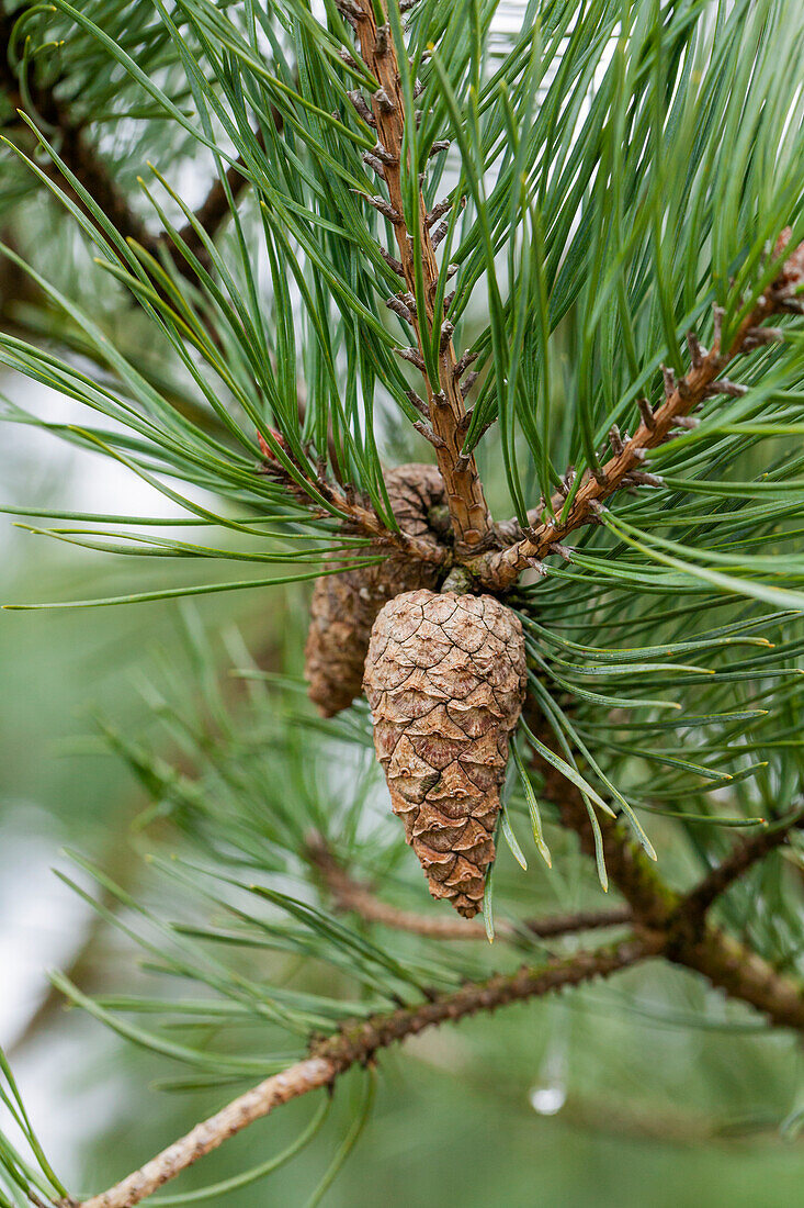 Pinus sylvestris 