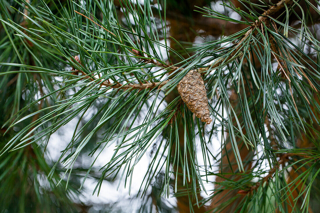 Pinus