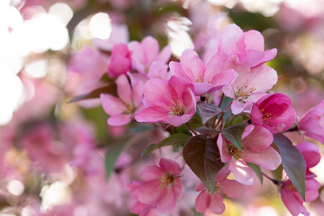 Malus Red Splendor