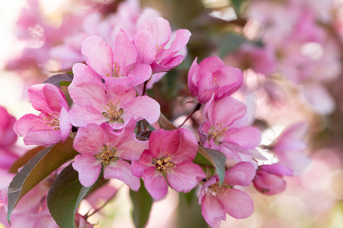 Malus 'Red Splendor'