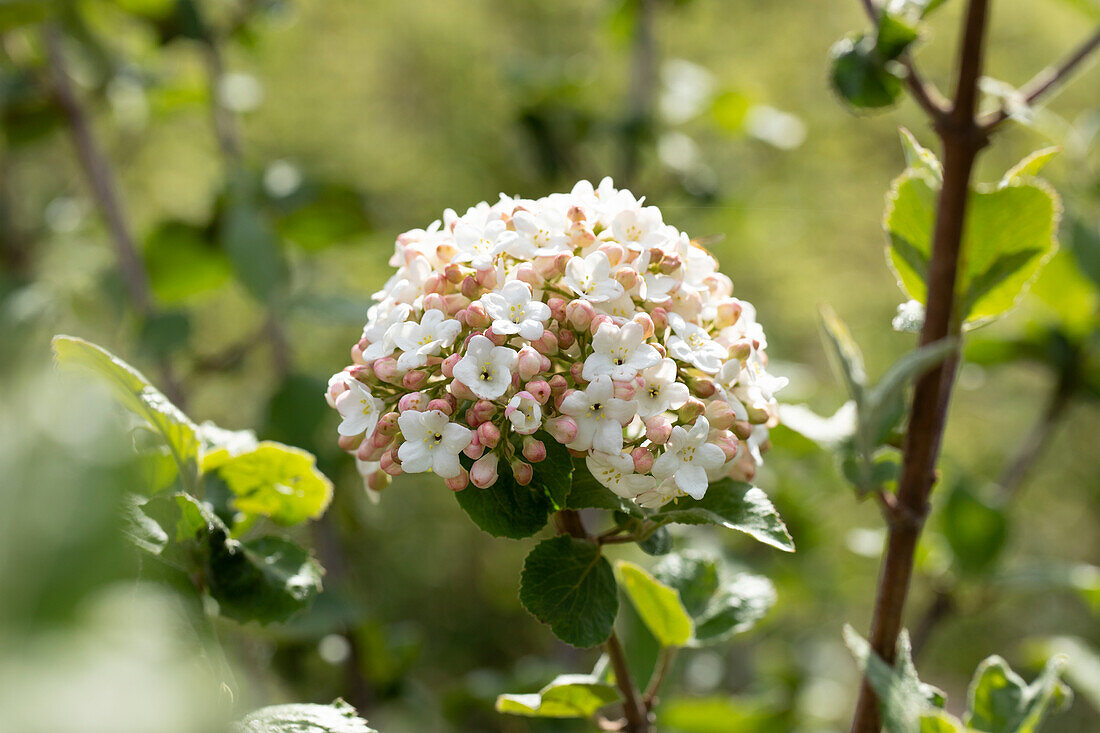 Viburnum carlesii 'Aurora'