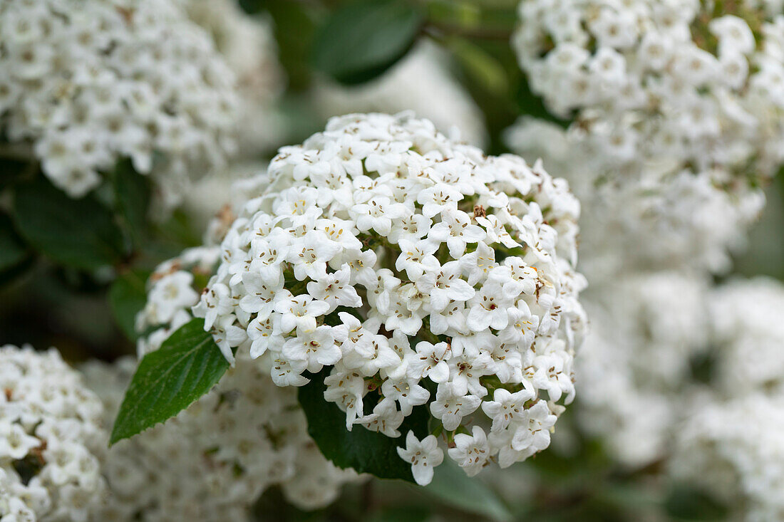 Viburnum x burkwoodii