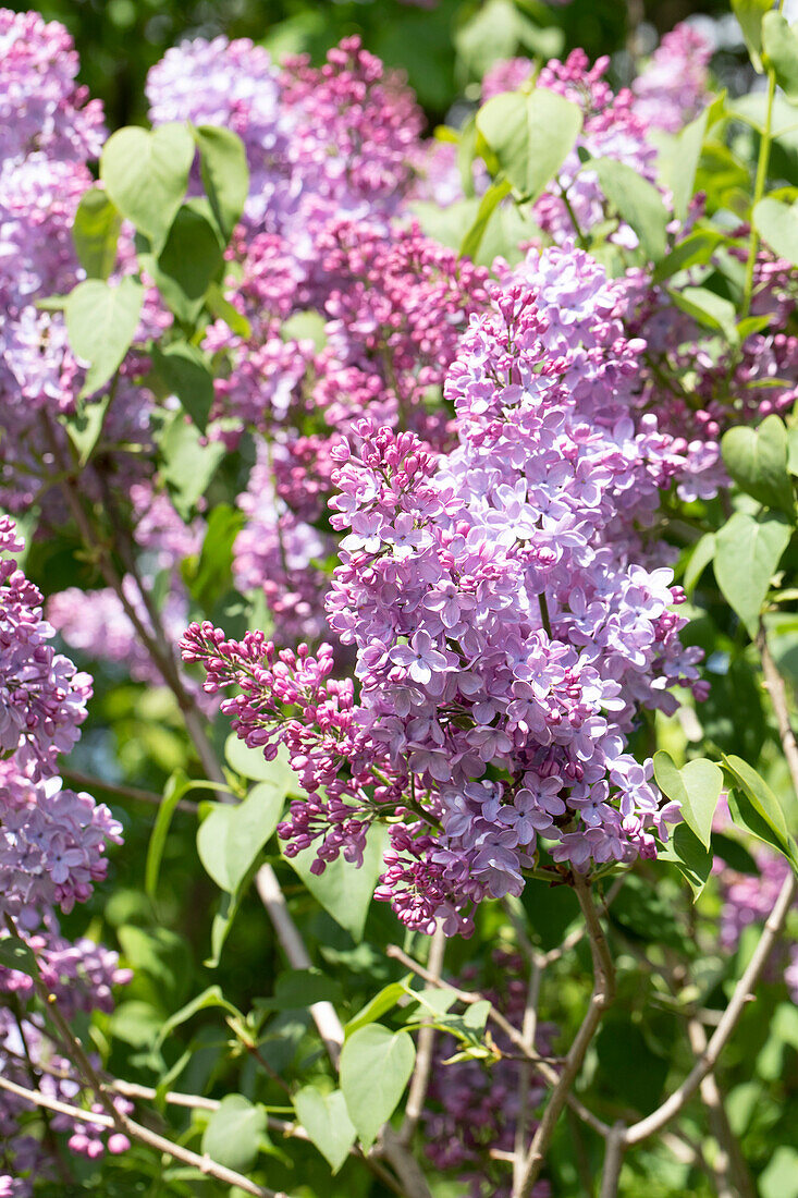 Syringa vulgaris 'Blue Skies'