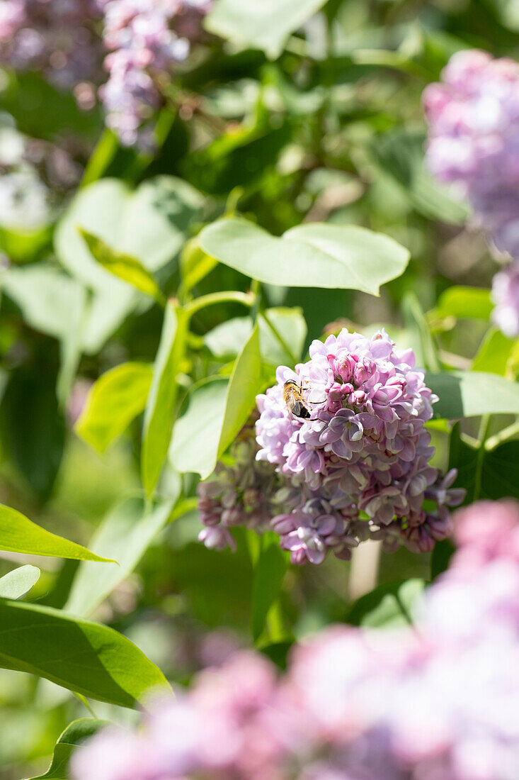 Syringa vulgaris