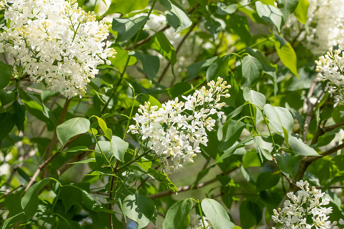 Syringa hyacinthiflora 'Sister Justena'