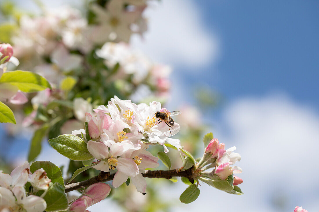 Malus floribunda