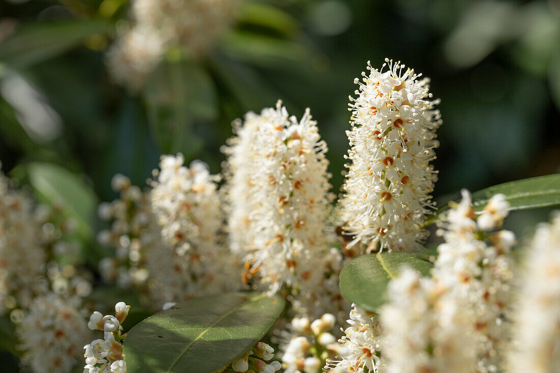 Prunus laurocerasus 'Piranha'®