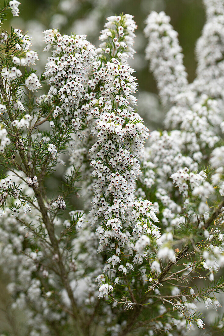 Erica x veitchii